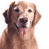 Three pixelated golden retriever dog faces in a 2x2 contact sheet with one gray placeholder cell, each showing distinct expressions and poses against white backgrounds.