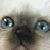 iconhell_quietlythinking_kitty
