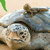 A pixelated image shows a light-colored animal with dark eyes and a brown nose, partially obscured by a blue and white object with a brown top, against a beige background with a green leaf shape.