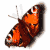 Animated sequence of a butterfly with orange and brown wings, white spots, black stripes, and antennae in various poses against a plain background.