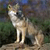 Animals icons for AIM, MSN, MySpace and Yahoo