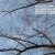 Pixelated static image showing dark diagonal branches against a light blue sky with faint cloud patterns.