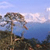 Pixelated landscape with blue sky, white clouds, and dark green terrain featuring a tall brown tree trunk and sparse foliage.