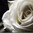 A static image shows a white rose on the left with black background and pixelated text 'hi', 'billy', and 'bob' in white.
