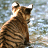 A pixelated static image of a brown tabby cat with dark stripes, facing right against a blurred background of light blue and white tones.