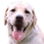 Animated contact sheet of a dog's face with cursor icons appearing on its cheeks across three frames.
