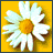 six pixelated images: three daisy flowers with yellow centers and white petals on a yellow background, followed by three blonde women's faces showing different expressions