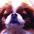 Pixelated close-up of a dog's face with brown fur, dark eyes, and white markings around the nose and mouth.
