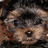 A pixelated puppy face on the left, with a solid red background on the right displaying 'Puppy Love' in white text.