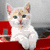 Six distinct animal images arranged in a : three cats and three dogs with varied fur colors and expressions against different backgrounds