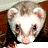 Static 48x48 pixel icon of a ferret's face with light brown and white fur, pink nose, dark eyes, and rounded ears against a blurred background.