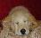 Pixelated close-up of a light-colored dog's face with dark eyes and nose against a red background.