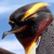 A pixelated bird head with dark gray feathers, a yellow curved crest, and a red beak against a light blue sky background.