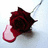 A red rose with a stem on a light background, accompanied by pixelated text fragments on black