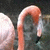 A pixelated image of a pink flamingo with its neck curved downward, next to black background text reading "I *heart* Flamingoes" in light pink letters.