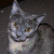 Four cats in a with blue text reading "I love my Kitties!" on a black background