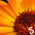 A sunflower image with sequential white text letters forming 'SUMMER 05' over the flower's center, displayed in a