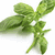 Green mint sprigs and green text on white background with multiple variations of 'OMG!', 'It's bayso day!!!', 'HAPPY BAYSO DAY!!!', and 'hello katie!!' in pixelated font.