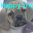 A four- shows a dog's face with cyan text overlays; top-left reads 'Happy 2nd', top-right 'Birthday', bottom-left 'Cody!!!', and bottom-right is blank