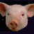 Animated contact sheet showing a pig's face and heart-shaped frames with red fill progression, arranged in 4x3 grid on white background.
