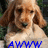 A four- shows a light brown dog with long ears and a white chest, each displaying different text overlays