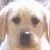 A static image of a light brown dog's face with pixelated text overlays in multiple positions, including 'HELLO MOTHER', 'FLEAS TICKS MISQUITOS', and 'THANKS FOR THE PACKAGE'.