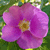 A static pixelated image of a pink flower with a yellow-brown center, set against a green background with scattered light-colored pixels.