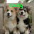 Two dogs with tan and white fur stand side-by-side behind a wooden fence, their heads slightly tilted as green text labels appear above them.