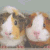 guinea pig faces with text changes , featuring 'Pigs', 'effin'', and 'awesome' in pixelated fonts