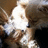 Pixelated image of a light-colored animal with white and brown fur, positioned next to green text reading 'foxy + millie' on black background.