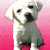 Animals icons for AIM, MSN, MySpace and Yahoo