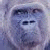 A split-frame contact sheet showing a pixelated primate face on the left and green text reading "Original Icons .com" on a dark background on the right.