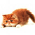 Animals icons for AIM, MSN, MySpace and Yahoo