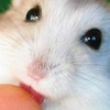 Close-up of a light-colored hamster's face with dark eyes, pink nose, and visible whiskers, partially obscured by a blurred orange object.