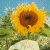 A sunflower image transitions through multiple states of text animation on a gray background with stone-like textures.