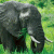 Pixelated elephant with tusks stands in green foliage, adjacent to dark green background with bright green text reading 'Original Icons .com'.