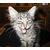 Pixelated close-up of a light-colored cat's face with closed eyes against dark background.