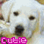 six identical dog head images with pink text reading 'cutie' below each, arranged in three and two