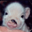A pixelated image of a piglet with yellow text reading 'Please don't Eat Me' arranged in four quadrants.