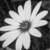A flower, a name, and a heart-shaped light in a