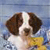 Pixelated image of a dog with brown and white fur, a yellow collar, and a blue background.