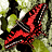 Red butterfly with black and white striped patterns on wings, positioned against a green and brown leafy background.