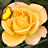 Animated contact sheet of a yellow rose icon with moving yellow highlights across 10 frames arranged in a 4x3 grid, showing sequential animation changes on the flower's petals against dark green foliage background.