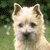 Animated sequence of a light-colored dog with upright ears, then a white dog with floppy ears, and finally a shaggy-coated dog in profile.