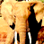 Animated contact sheet showing two frames of a cartoon elephant with tusks and a blue background containing text, arranged in a 2x2 grid layout.