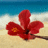 A static pixelated image shows a red flower with orange center on sandy beach background with blue water horizon.
