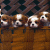 Four quadrants show puppies: top-left brown-and-white, top-right light-colored in wooden box, bottom-left purple background with 'I Love Puppies' text, bottom-right two golden retrievers in wicker basket.