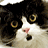 A black and white cat with yellow eyes displays four distinct facial expressions in a
