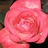 A static close-up of a pink rose with layered petals, set against a dark background with subtle green and brown tones.