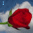Animated contact sheet of a red rose icon with changing text and heart symbols against a blue sky background, showing 13 sequential frames arranged in a grid layout.